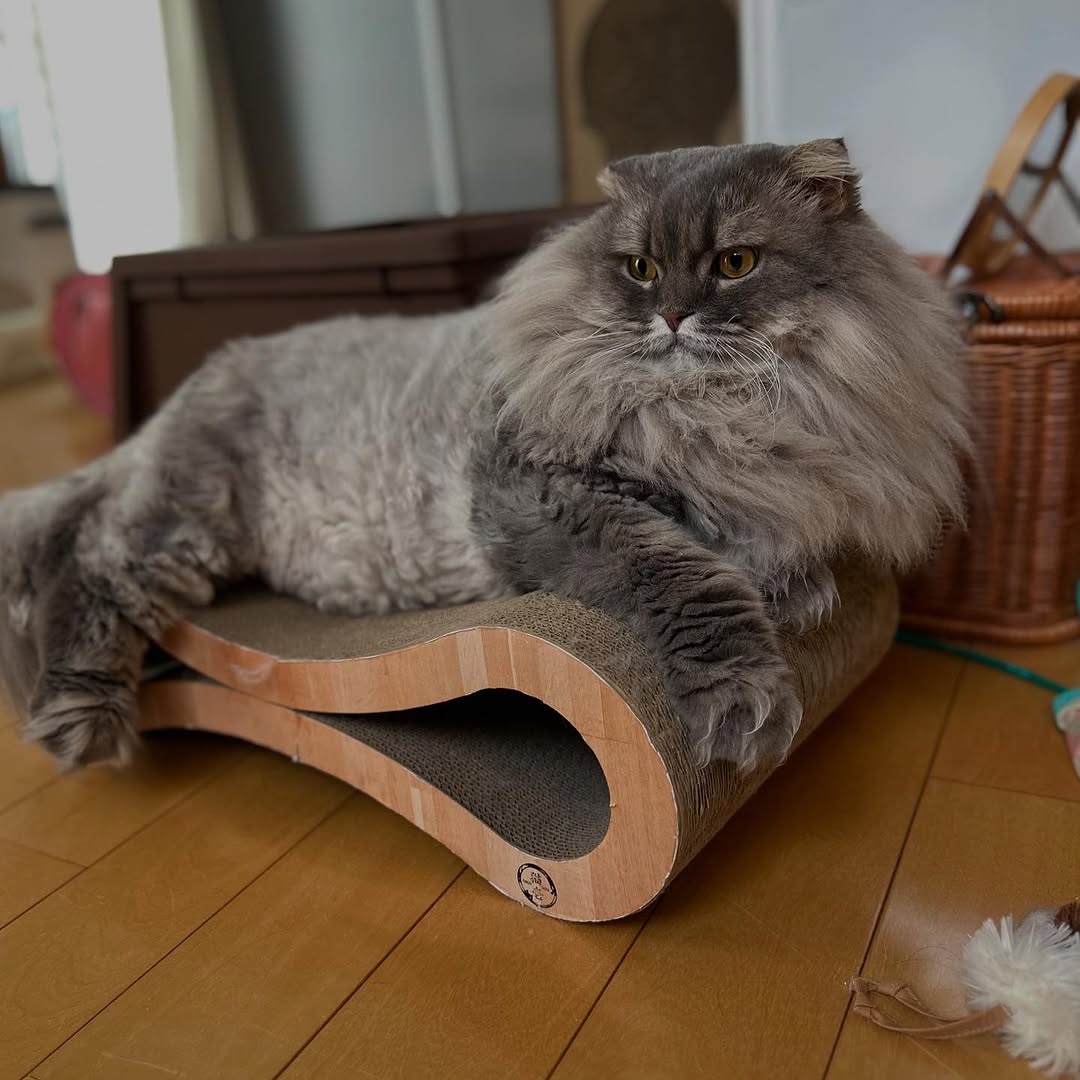 「ドバイの王様みたい！」愛猫の最新ショットに“可愛すぎる”と話題