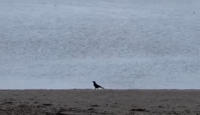 女優・八木莉可子が可愛い鳥にキュンキュン！「そういうの発見できる心が良き」と話題に！