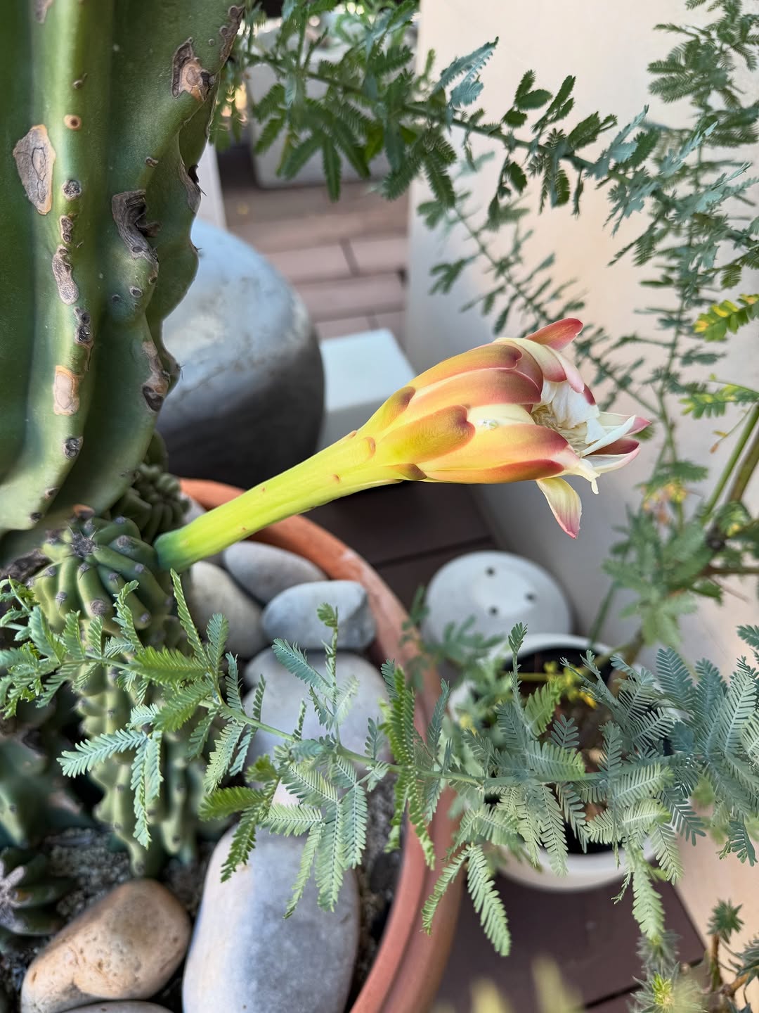 小川菜摘、月下美人の開花に「毎夜チェックします！」リベンジを決意