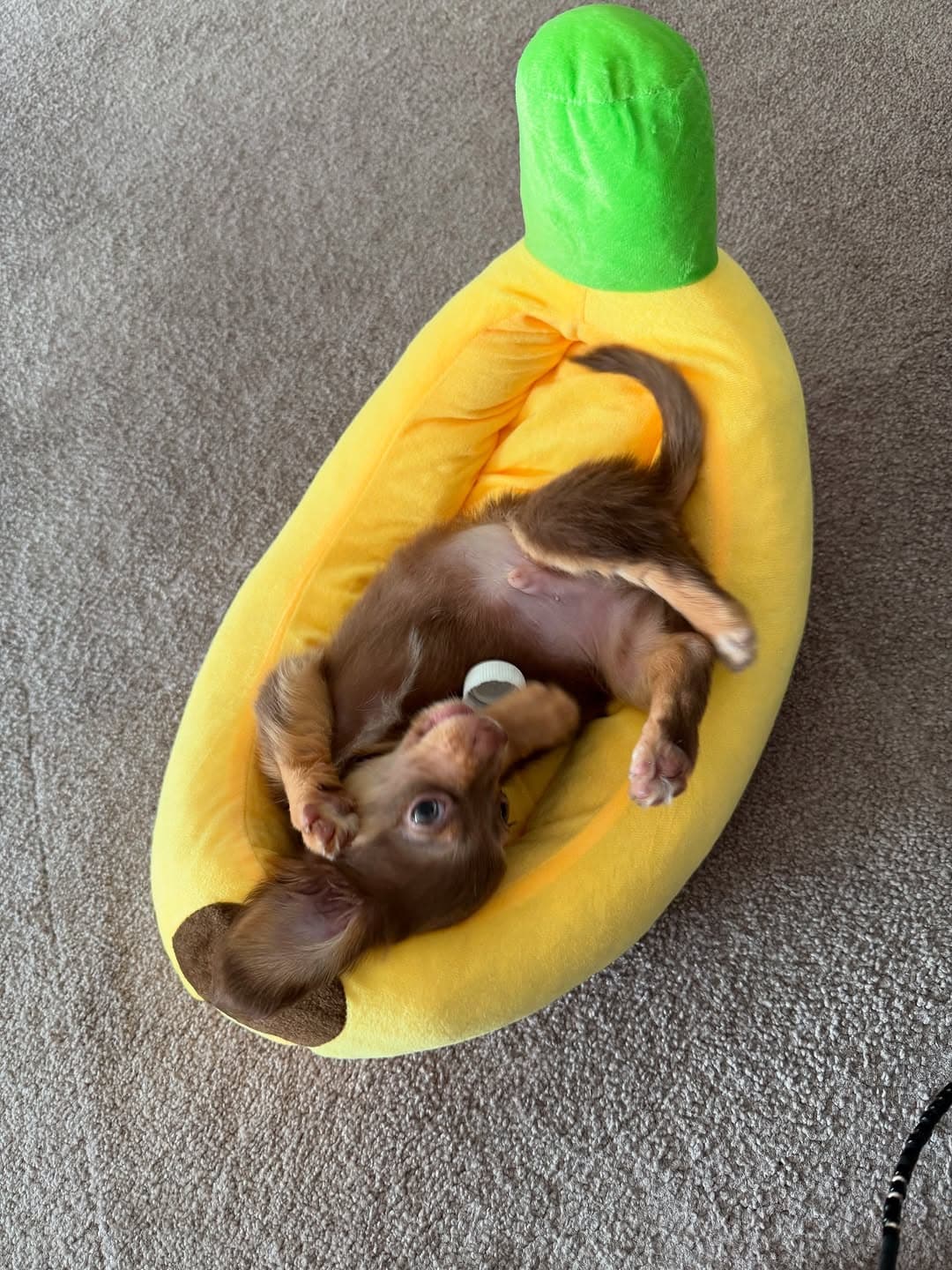 「家族が増えました‼」女優〇〇、新たに迎えた家族のネーミングが愛しすぎると話題に