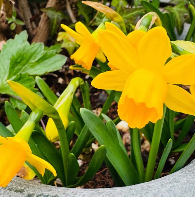 「一気にお花が咲いたよ〜」尾木ママの投稿でファンの心も“ポカポカ”に！
