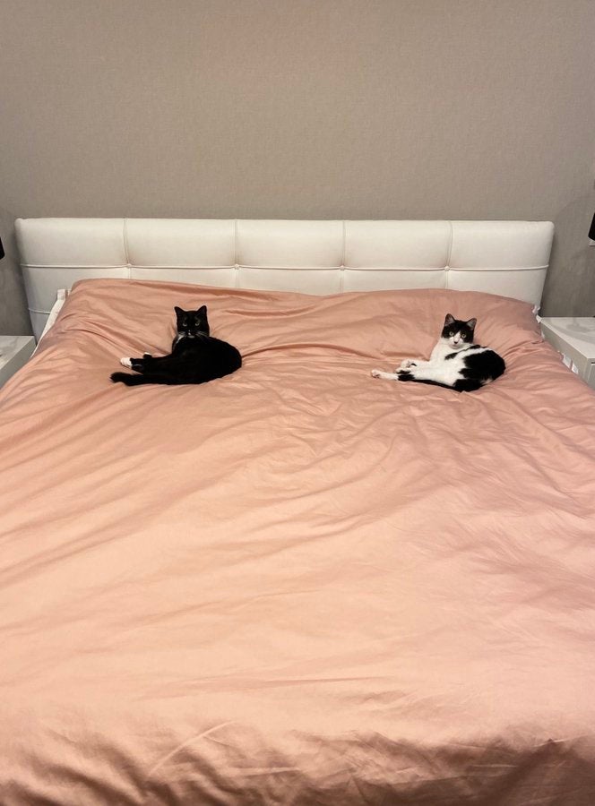 演歌歌手・藤あや子の猫がシュールすぎると話題「尊い」「絶妙な距離感」