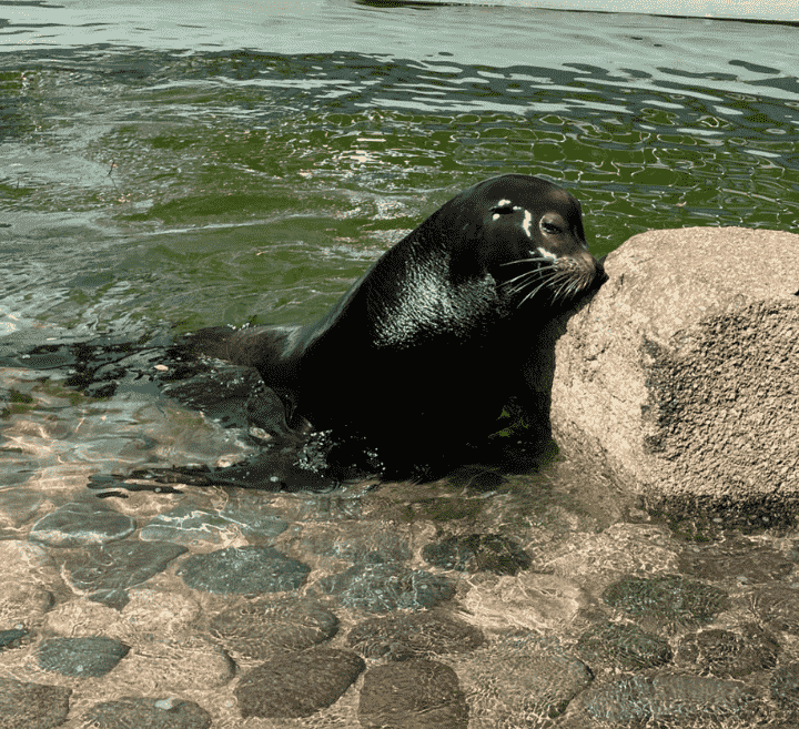 「世界アシカの日」陸も水もおまかせ！千葉市動物公園が教える“アシカの秘密”