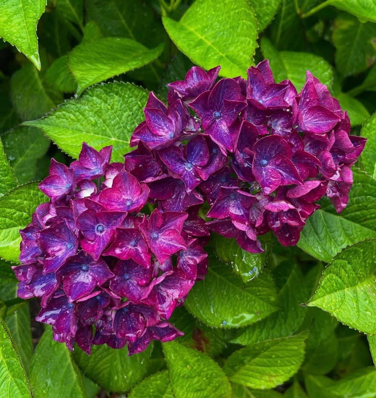 工藤静香、雨の音＆紫陽花の美しいコラボ動画にほっこり！「観てると心穏やかになりますね」