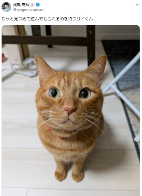 松丸亮吾の愛猫リドくん、つぶらな瞳でじ～～～～っ！！