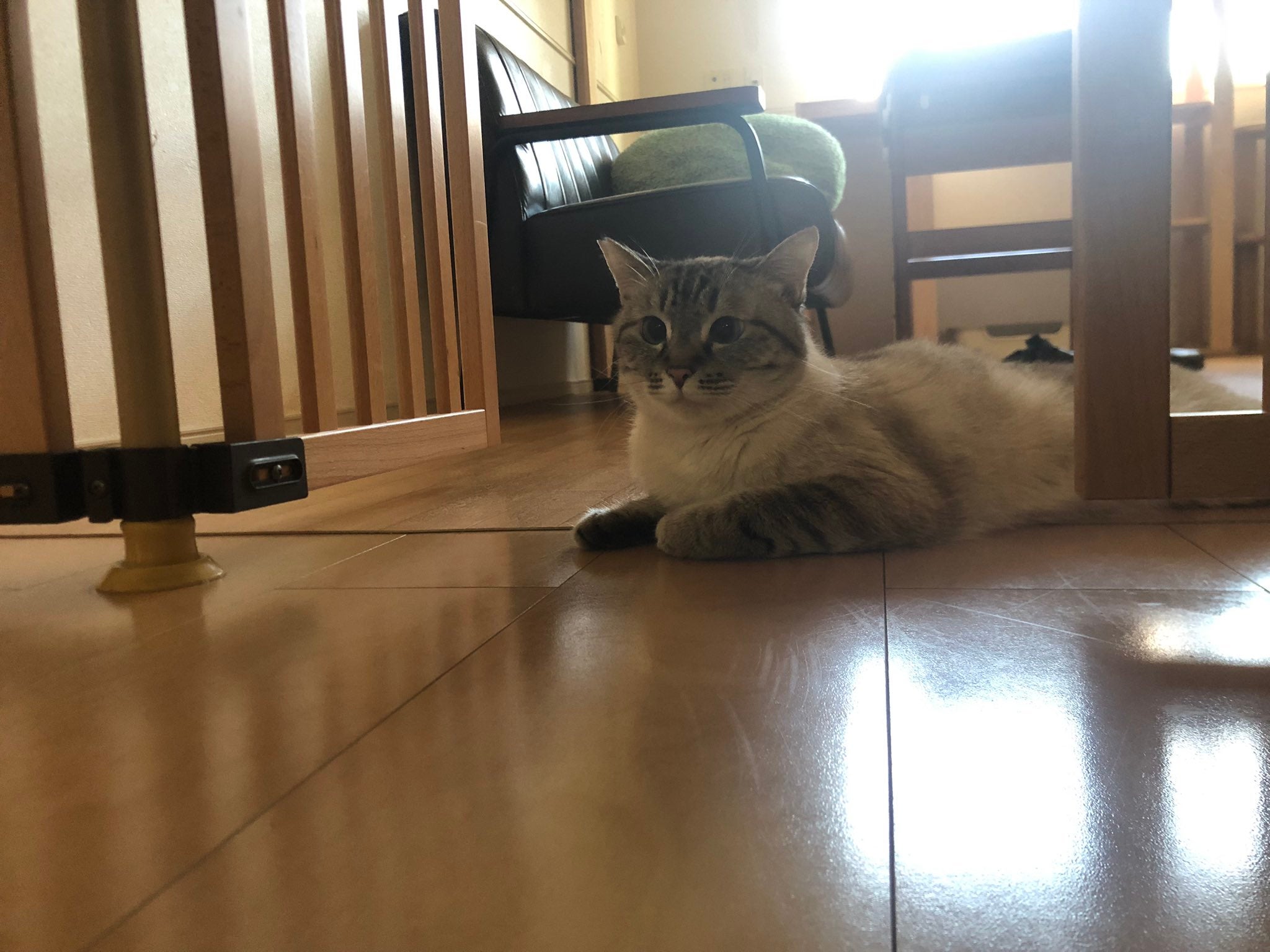 「と、と、と、通れぬぅぅぅ‼︎」車いすバスケ・北田千尋が愛猫の通せんぼに焦り！？