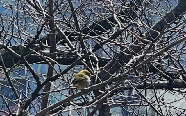 春の訪れ？田中卓志さんが見つけた小さな訪問者