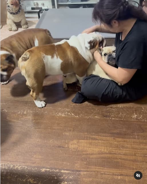 北斗晶が愛犬と戯れる