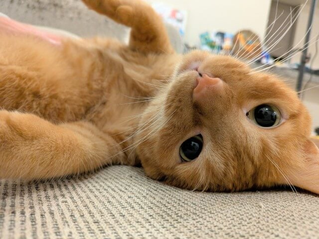 「パパなのかな？それともお兄ちゃん？」人気クリエイターと愛猫の関係性に注目集まる