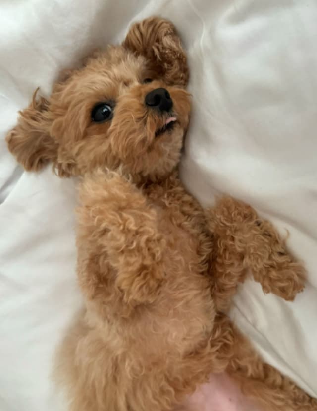 Perfume・あ〜ちゃんが愛犬の誕生日を祝う「私と出会ってくれて一緒に過ごしてくれてありがとう」