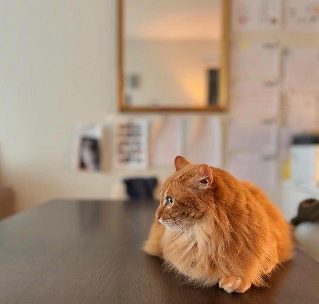 猫沢エミが「4時間以内に治せない」風邪をひく！？