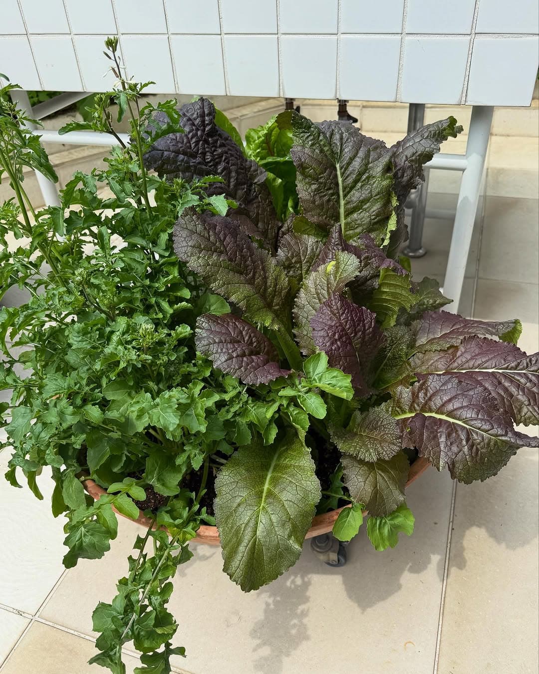 マネをしてみたいという声が続出！栗原はるみ、カステラをラスクにアレンジに挑戦。