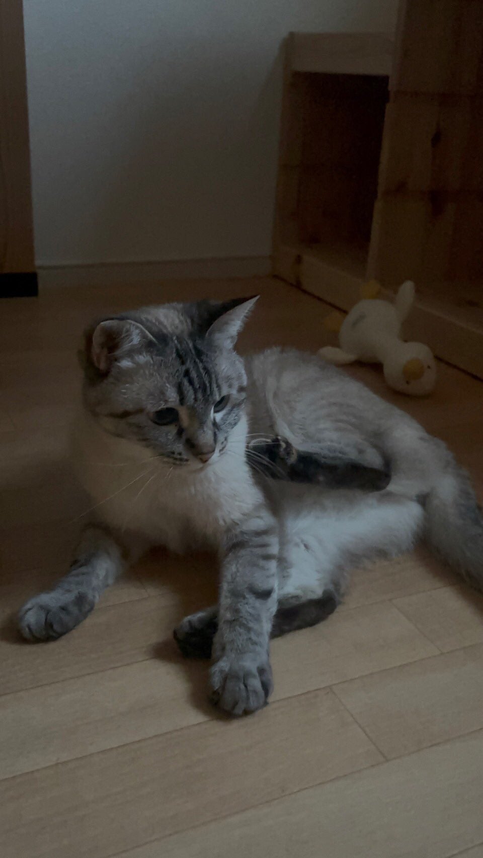 車いすバスケ・北田千尋が元野良猫“ふぅさん”の変化を報告！