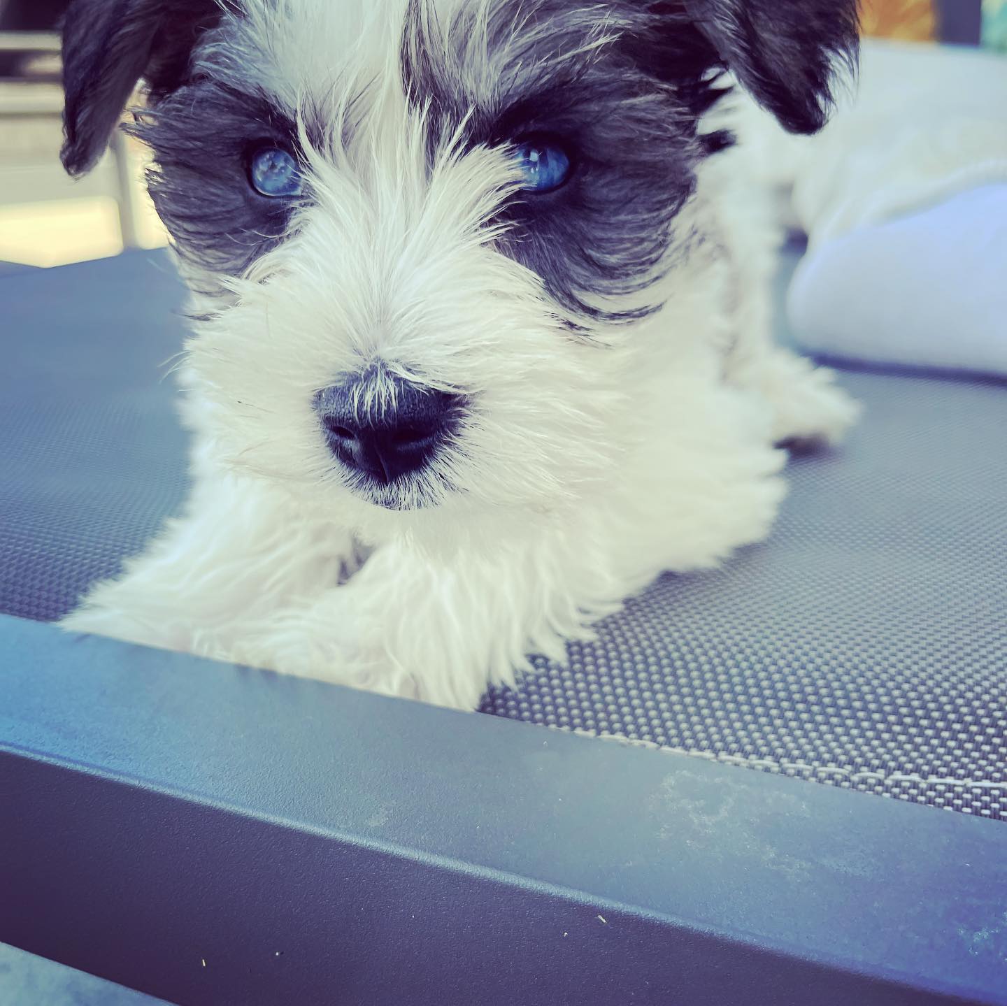 🎤ワンオクTakaさんに新しい家族が！？青い瞳に名前は「sushi」🍣