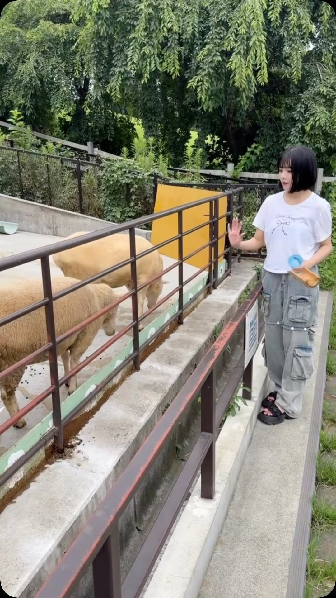 りのまる、羊たちとの餌争奪戦が「微笑ましい」とファン癒される