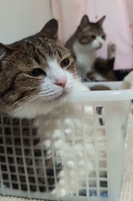 猫だけど何故かKingの風格！？Suzume Catの最新ネコ動画が「いつも可愛いにゃん」と話題に！