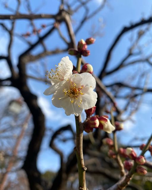 「梅ほころぶ！」美人気象予報士・寺川奈津美、思わず声を上げてよろこぶ！