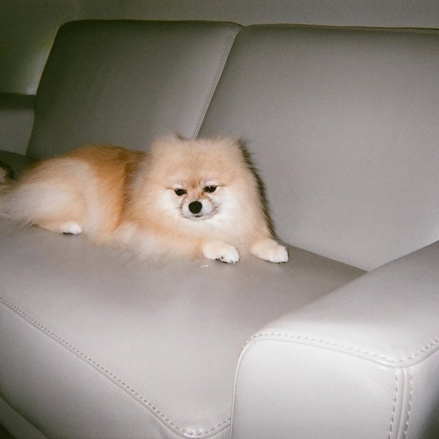 浜辺美波、愛犬ぽぷちゃんと自身の振袖姿にファンからコメント殺到！