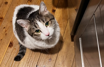 「見つめる先には…？」野村真季、愛猫プラトンの可愛すぎるショットに癒されるファン続出