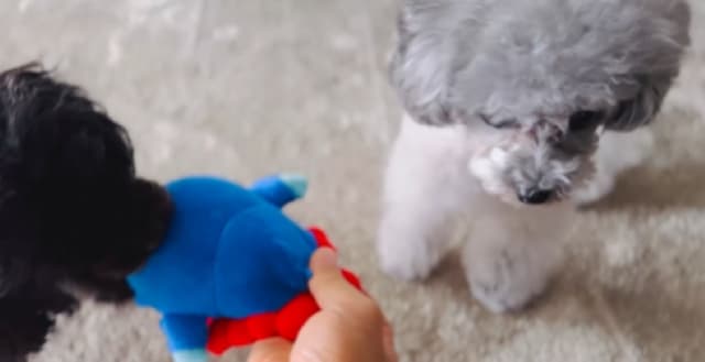 「知らなかったぜ！」アーティスト・西川貴教が愛犬の動画を投稿