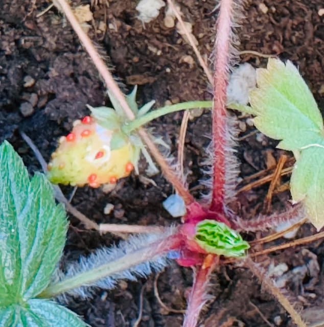 「寒風に耐えて、赤くなるのが楽しみですね」尾木ママが報告！研究所の横に実り始めたのは…？