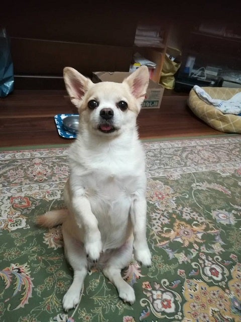 「元人間なのかも」”オアシズ”大久保佳代子が変な座り方をする犬を投稿