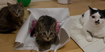 山本高広、新たな家族をお披露目「家族が増えました」