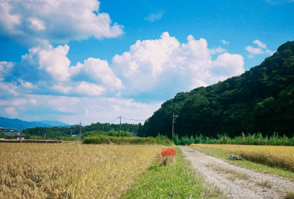 倉科カナ、「青。」と秋の風景をシェア！彼岸花の赤と青空のコントラストが絶妙