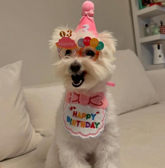 「メガネジワるww」あのYouTuberの愛犬が誕生日を迎える