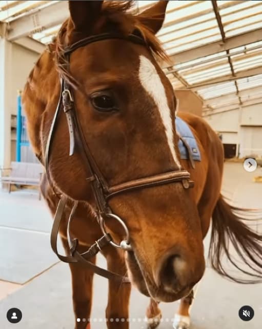 「本当に幸せだったと思います」紗栄子、悲しいお別れ報告にファンから応援と感謝のコメントが続々