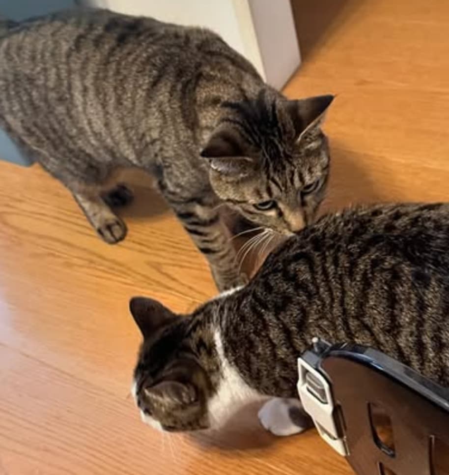 「正しい診断ですね！」ロングコートダディ・堂前、飼い猫に下された衝撃の診断結果とは…？