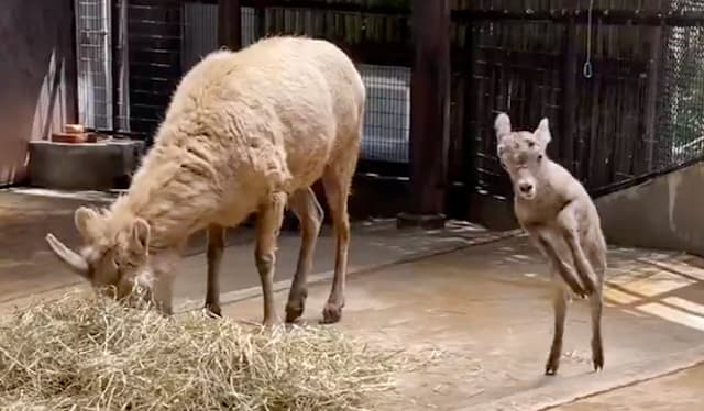 生後2日目でぴょんぴょん！オオツノヒツジの赤ちゃん「ザラメ」にほっこり