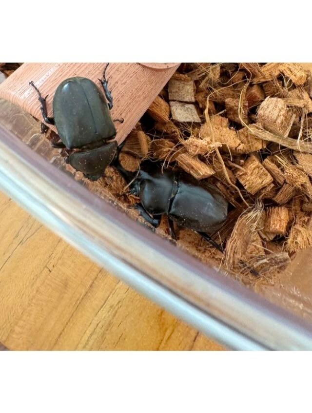 佐々木希　家族が増えたことを報告「お名前も、ストレートで素敵です」