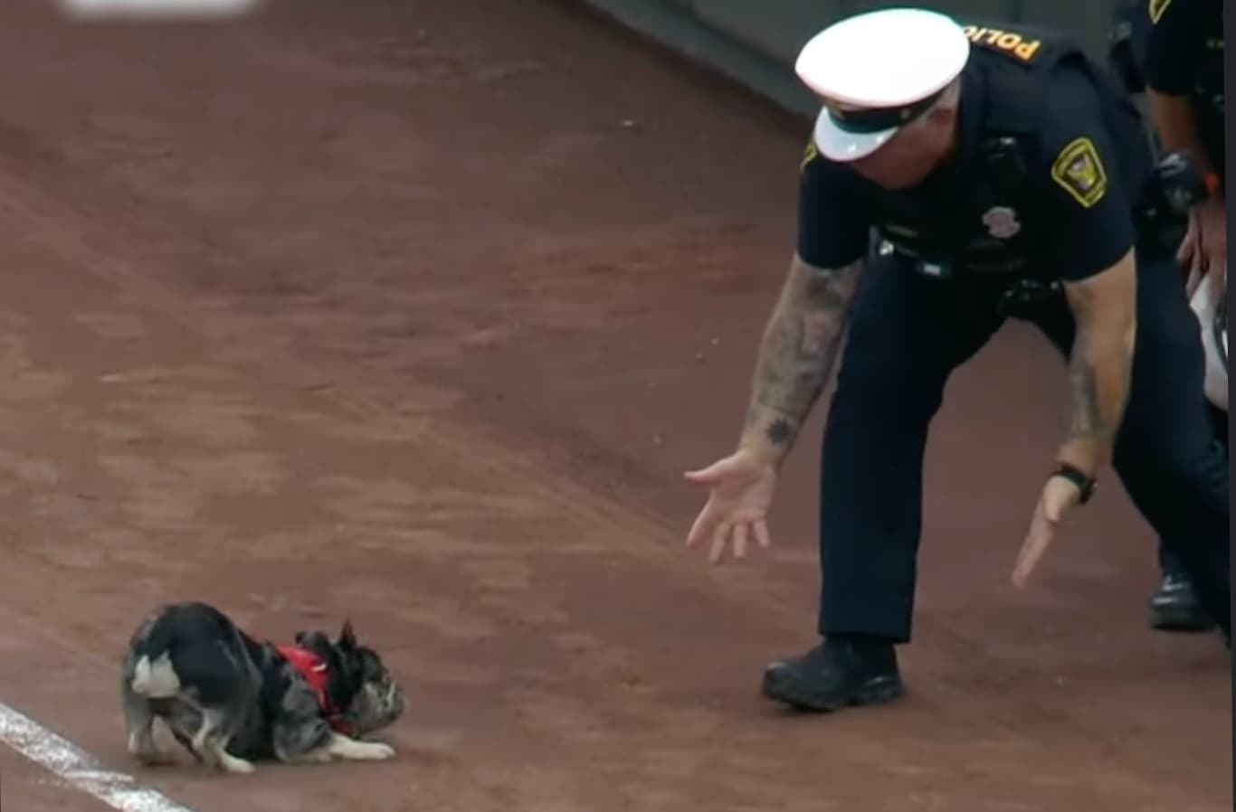 今日はワンちゃん同伴OKの日！ 始球式も「ペットフレンドリー日」特別仕様に