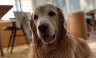 石田ゆり子、愛犬と愛猫に癒される日々を綴る『ハニオ日記』