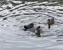 アンガールズ田中卓志、皇居のお堀で「癒しの鳥ウォッチング」投稿にファンもほっこり