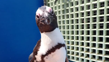 23歳になったペンギンが可愛すぎる！サンシャイン水族館「みぃ」の誕生日に祝福の声殺到！