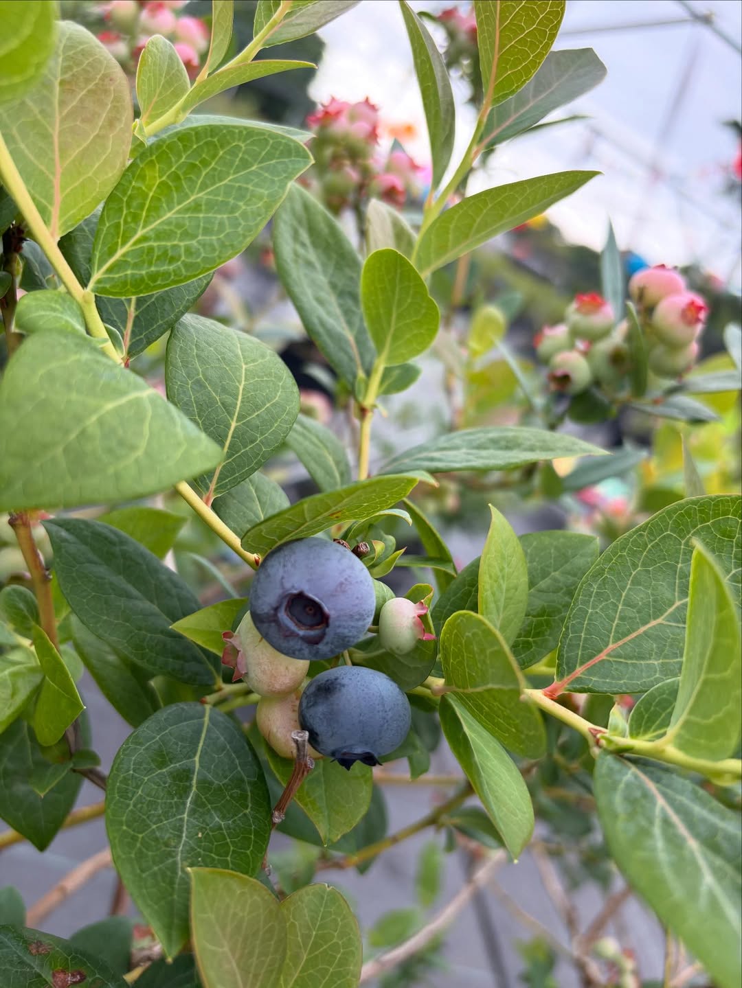 浜口京子、ロケで静岡へ！つみたてジューシーなブルーベリーをパクリ！