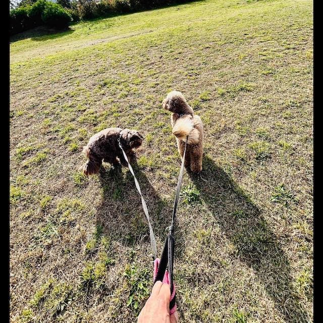 木村拓哉が愛犬との散歩を公開🐶「とっても暖かい勤労感謝の日」