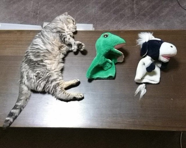 「パペ家は仲良し」パペットマペットが投稿した”川の字”ショットが可愛すぎると反響