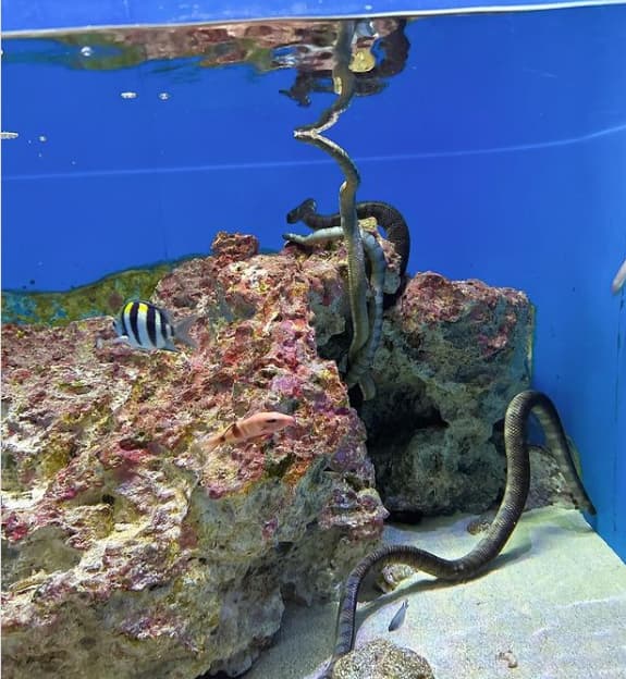 ISSAから元気な朝のメッセージ！？夏休み2024の様子も公開！