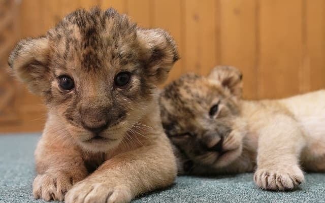 「かわいさの破壊力すごい」対照的な2匹のライオンの赤ちゃんが可愛すぎると話題に