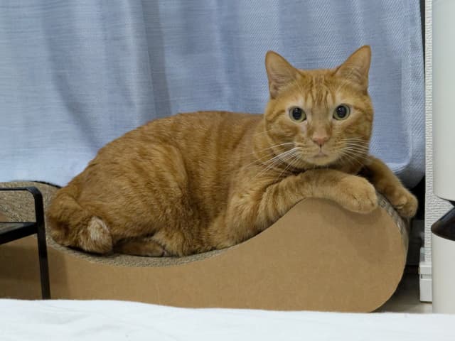 「ふっくら感も戻りつつある安心」松丸亮吾が愛猫の様子をシェア