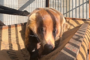 ニホンアナグマが“春仕様”に！ハンモックでくつろぐ姿が観察しやすくなる理由とは？