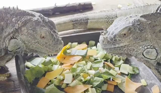 ギャップ萌え！つぶらな瞳で野菜をパクッ、東武動物公園のイグアナに癒される