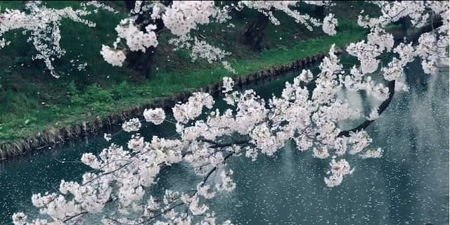 蜷川実花が弘前市の桜吹雪を動画を公開し桜おさめしたことを投稿