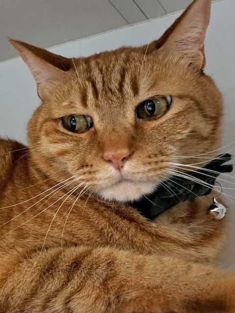 「暑いと言わんばかりの目つき」人気タレントの飼い猫の表情が話題に