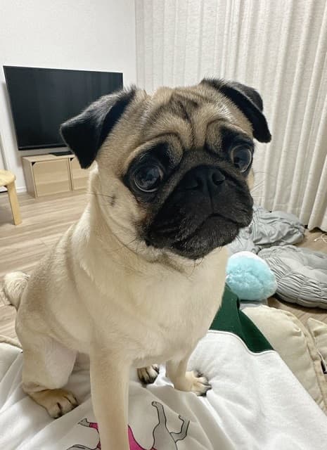 「可愛くて辛い」ライブでお疲れのアイドルが愛犬の”希望に満ち溢れた顔”に苦悩!?