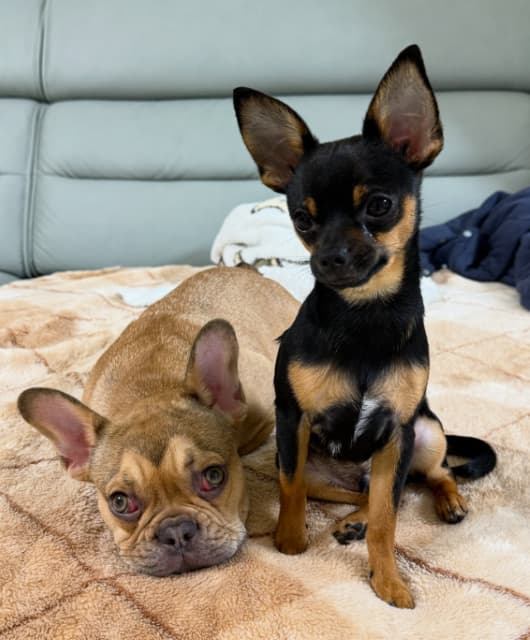 西田有志が可愛い家族たちと新年の挨拶！