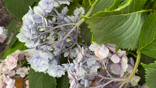 「今年の夏、早すぎませんか？」大林素子が東北の猛暑に驚きつつ生放送出演を報告！